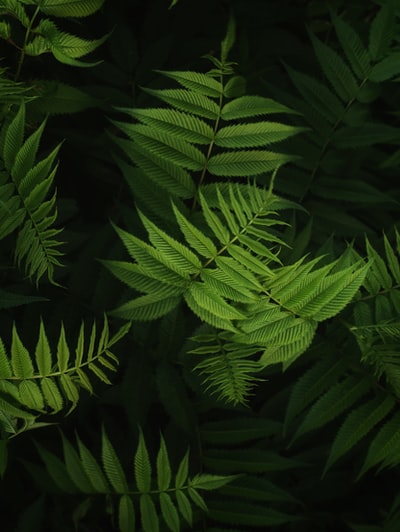 绿色蕨类植物近距离摄影
